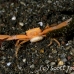 crab_coral_crowned_bb_h_1622_alo3721.jpg
